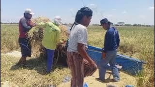 KULI GRABAG - ORA WERUH PANAS