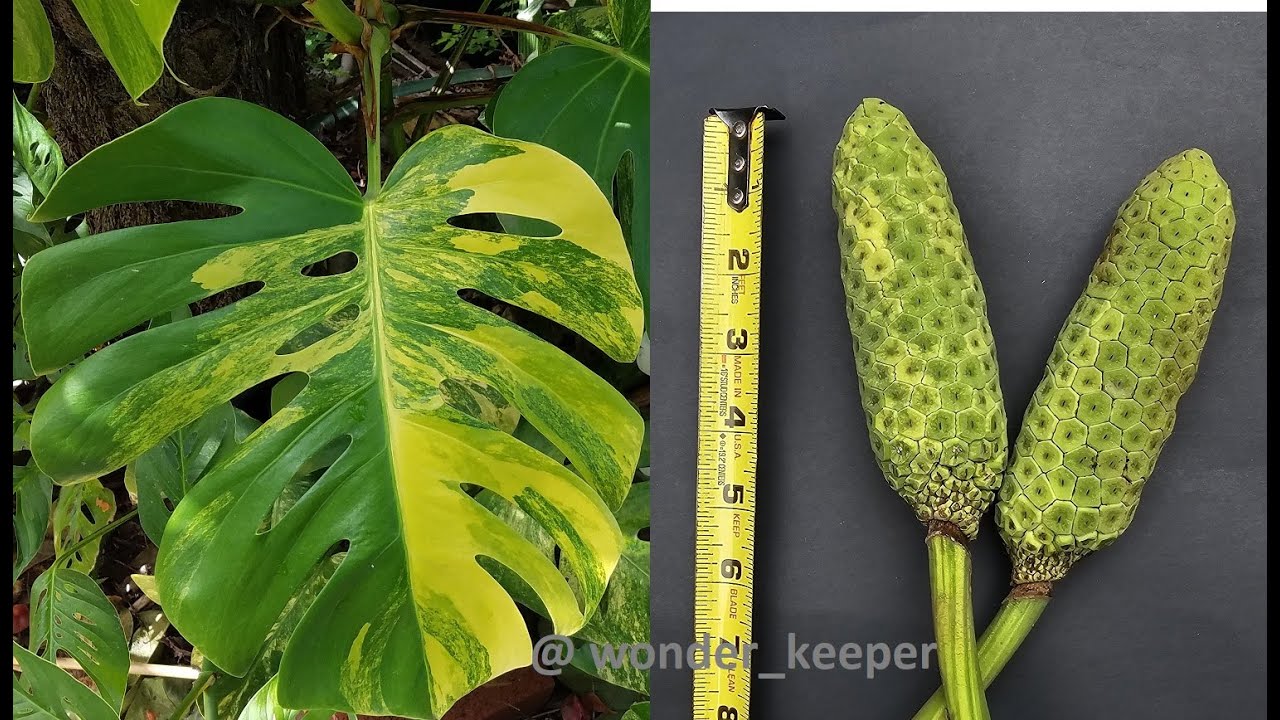 monstera node Monstera adansonii Plant – Node/Leaf Cutting – Aquatic Arts main image 0