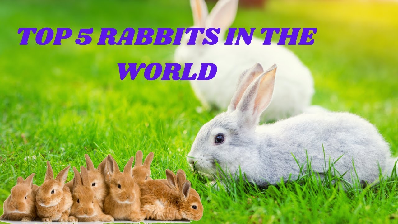 Top 5 most popular rabbits breed Pets Rabbit Tamil Audio Cruze