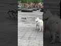 Samoyed-why is this brother so strange? #robotdog #pets #reaction