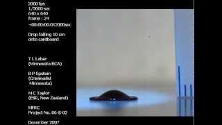 Blood Drop Falling 10 Cm Onto Cardboard