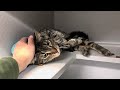 Shy And Adorable Simba 215276 Shy And Adorable Simba 215276