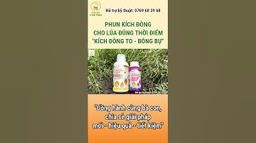 PHUN KÍCH ĐÒNG CHO LÚA ĐÚNG THỜI ĐIỂM KÍCH ĐÒNG TO - BÔNG BỰ #câylúacầnthơ #lúa #agriculture #shorts