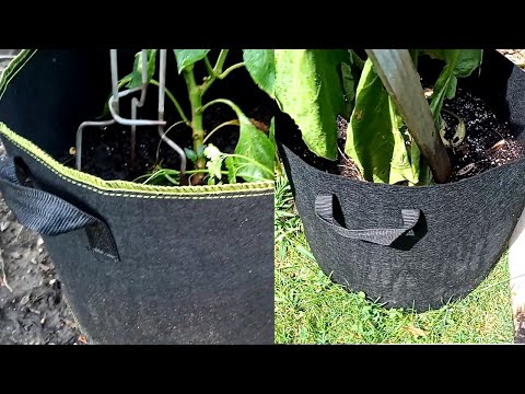 Vivosun grow bags review 🌿🔍 Discover the pros and cons for your plants