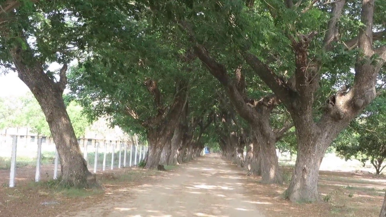 Rayappa Kasi, Don Bosco, Sagayathottam, Green Cathedrals