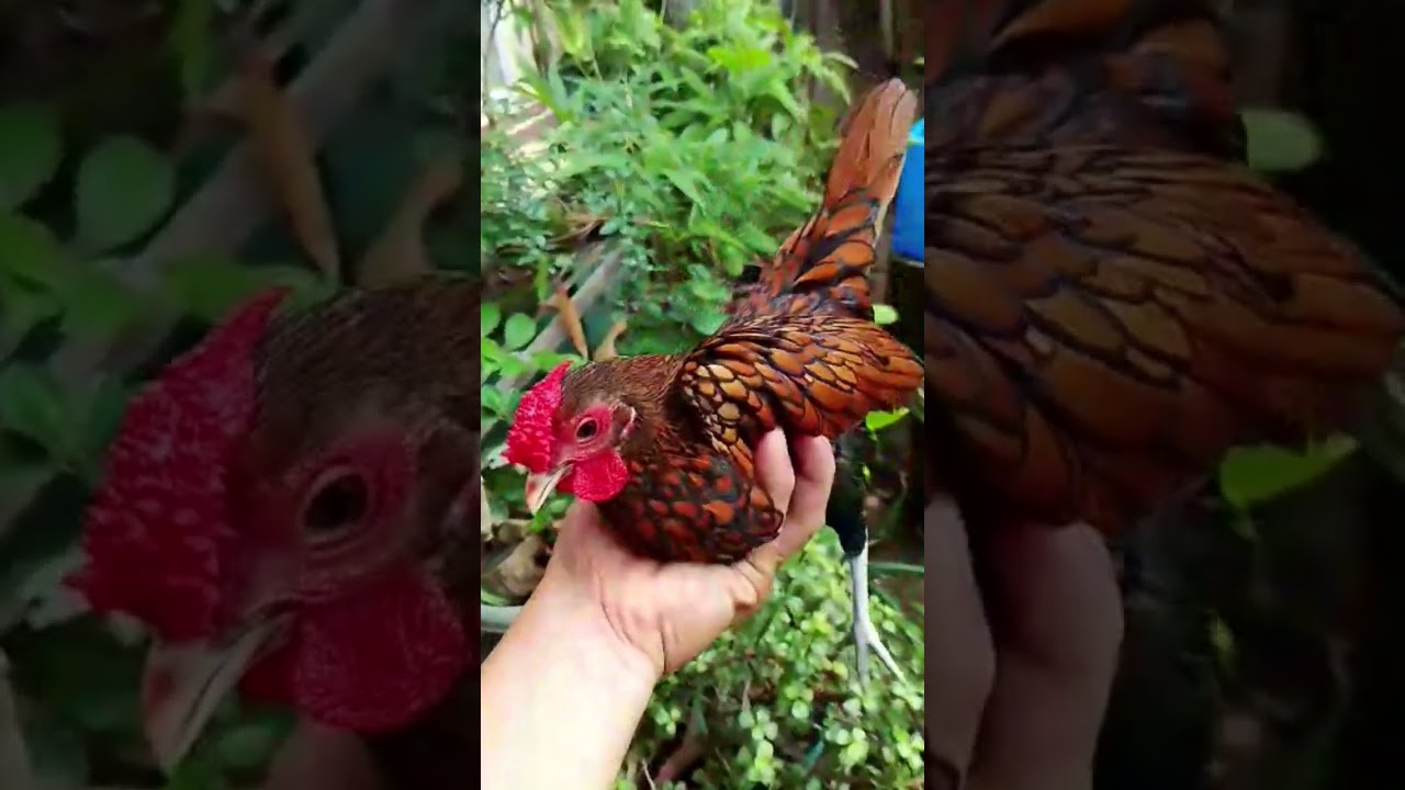 Golden Sebright Chicken euro line 💓 