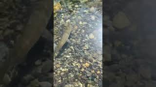 Fly fishing the Middle fork of the Snoqualmie river!