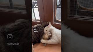 Suno! Itni tezz hai ye billi kya btau apko 😝😝#ytshorts #pet #catlife #funny