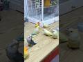 Jealousy makes the bird unrecognisable #lovebirds #funny #funniest pet moments #pets #shorts #parrot
