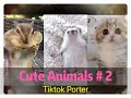 🐼Cute Animals 🐼Tiktok Compilation Part 2  --- Tiktok Porter