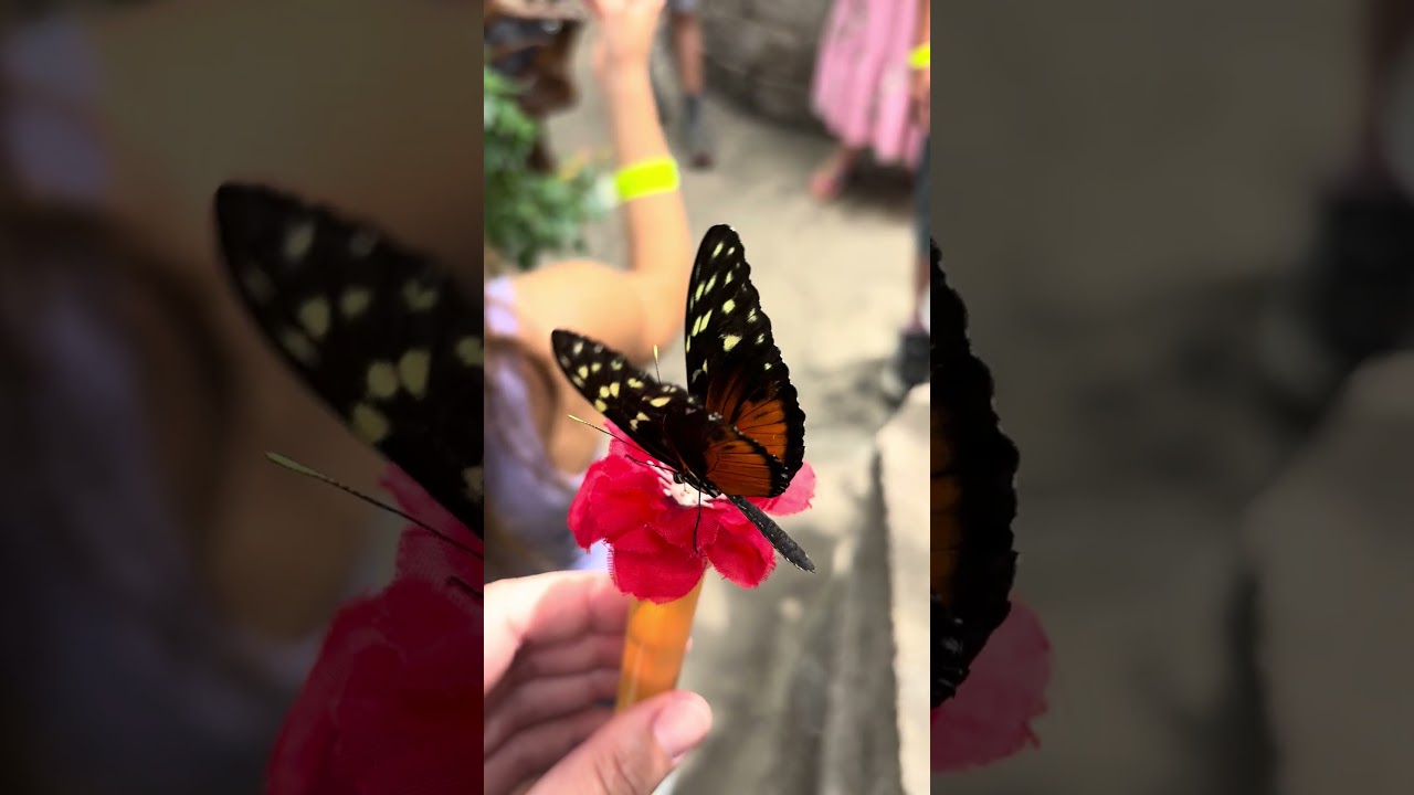 Orange butterfly drinking nectar