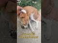 Puppy rescued from accident #puppyrescue #puppyshorts #dogshorts #dogrescue #puppyrescue #petlovers