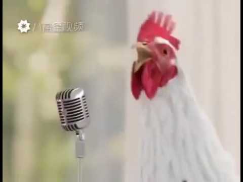 Петух и курицы поют : ) Петух и курицы поют : )