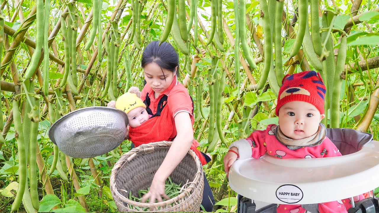 Single mother harvest green beans to sell at the country market with ...