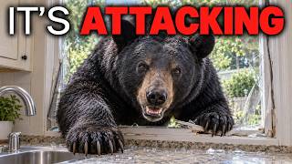 Black Bears Have Started Hunting People in New Jersey β And No One Can Explain Why