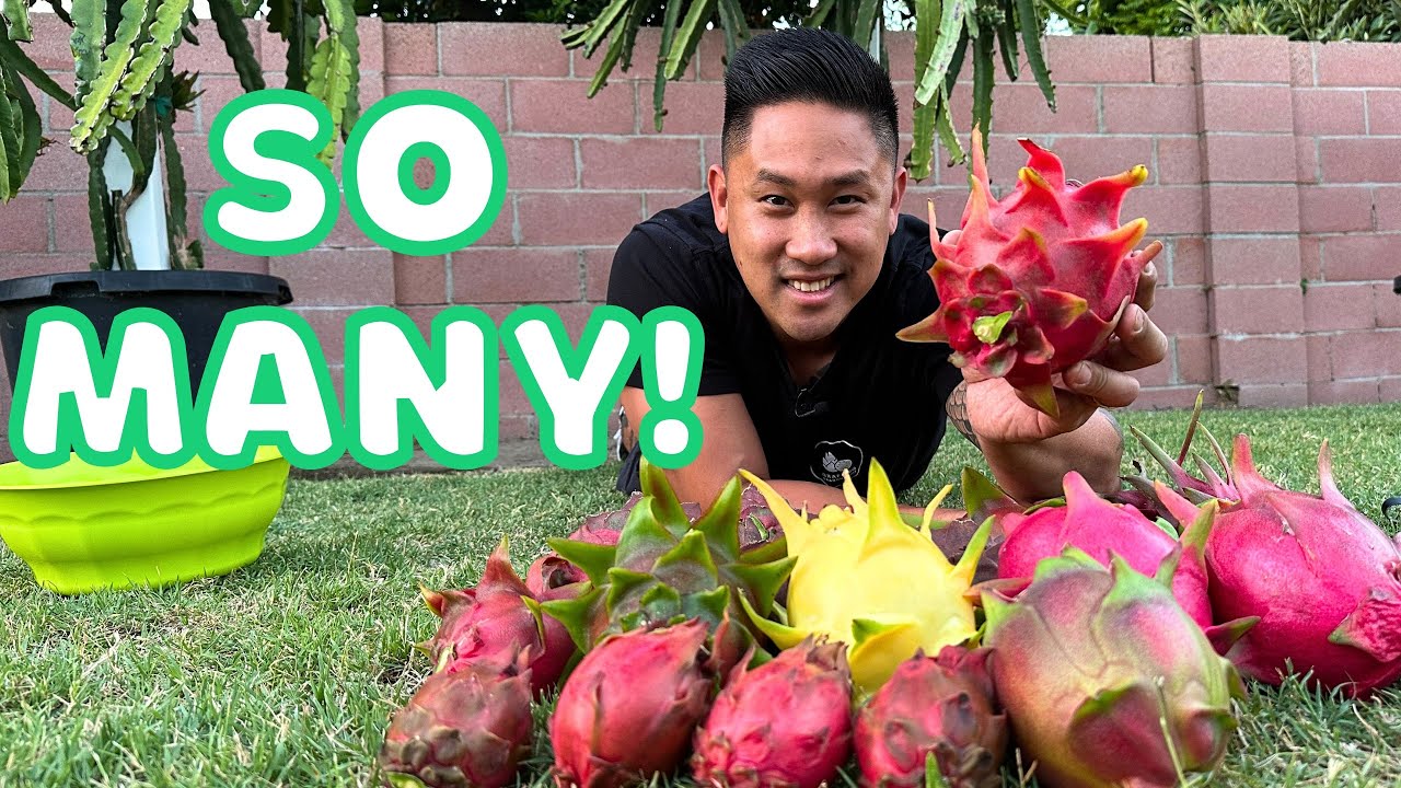 Мой первый БОЛЬШОЙ урожай питахайи в сезоне 2023 года! Много фруктов