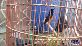 Murai Batu Medan ngamukan| \