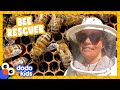 Rescuer Puts On Bee Suit And Saves Handful Of Honey Bees For The Love Of The Wild Dodo Kids 
