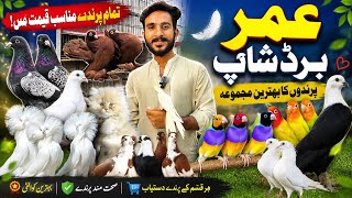 Umar Bird Shop Multan | Best Birds, Pigeons & Fancy Pigeons Collection | Ever Pets