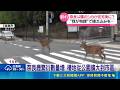 奈良鹿暴走！闖市區巷弄、偷吃民宅灌木 遊客餵食過量致數量爆增｜三立新聞LIVE