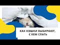 Как кошка выбирает, с кем спать