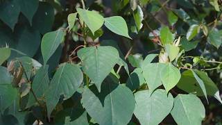 States Target Kratom Opioid Plant as Experts Warn of Addiction Risks