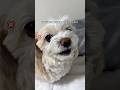 お出かけ後、ペットカメラで覗いてみたらまさかの姿に....#shorts #犬 #言葉が分かる犬 #マルプー #面白い犬 #犬のいる暮らし