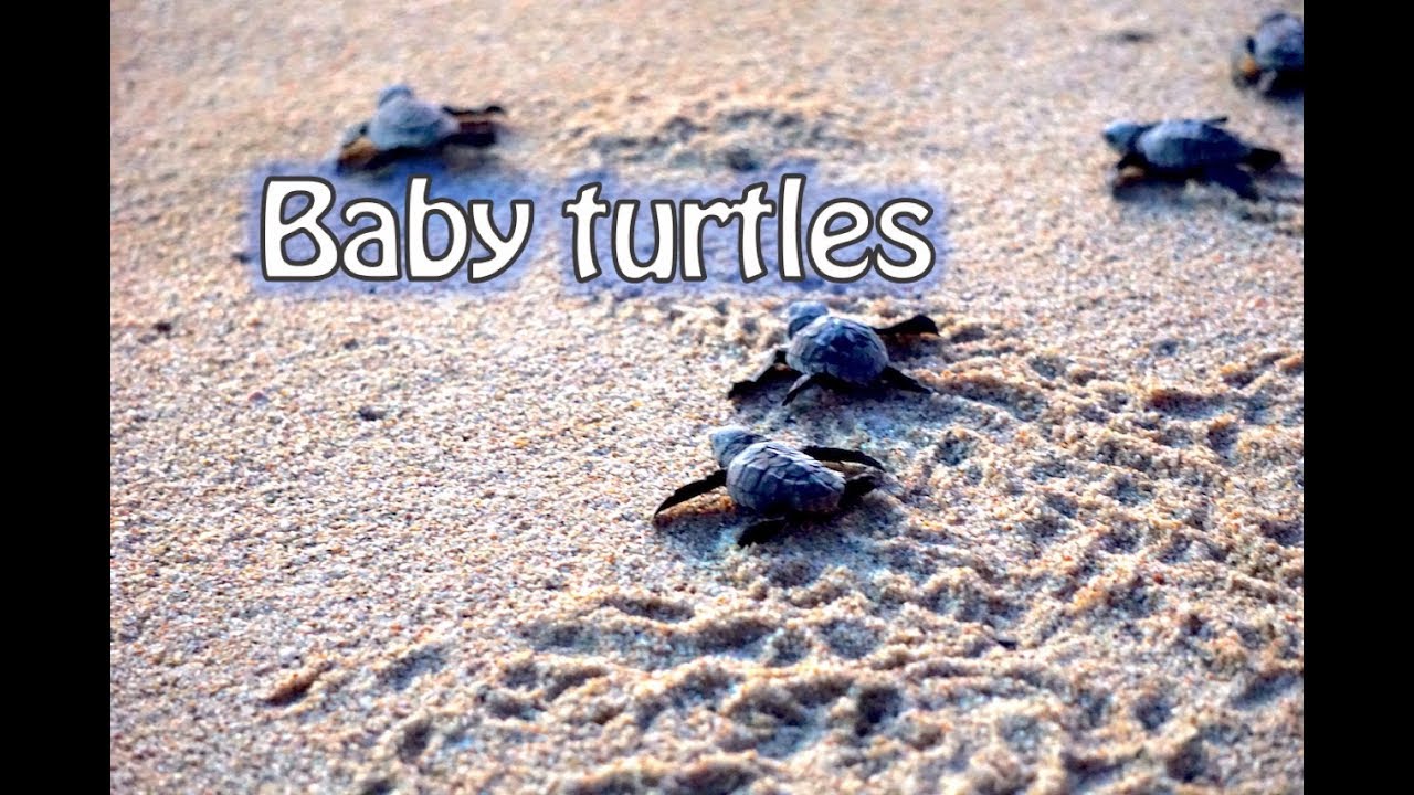 Baby Turtles Todos Santos Baja California Mexico Youtube
