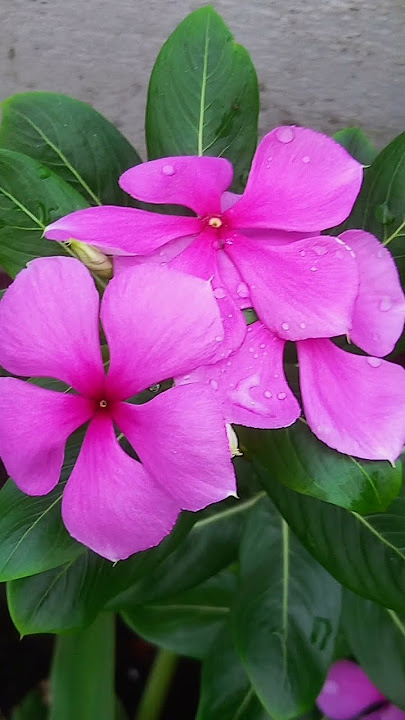 Finding joy in the simplicity of flowers🌻☺️...... #flowers#naturelovers#gardening#ytshorts#trending