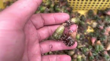 Bán xương rồng theo kg | XƯƠNG RỒNG TAM KỲ