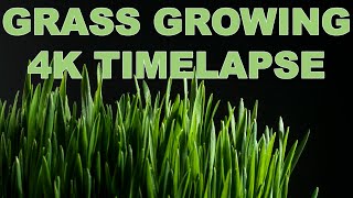 Grass growing Time lapse - wheat grass seeds germinating- 4k