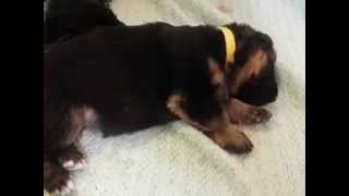 16 Day Old German Shepherd Puppies trying to walk