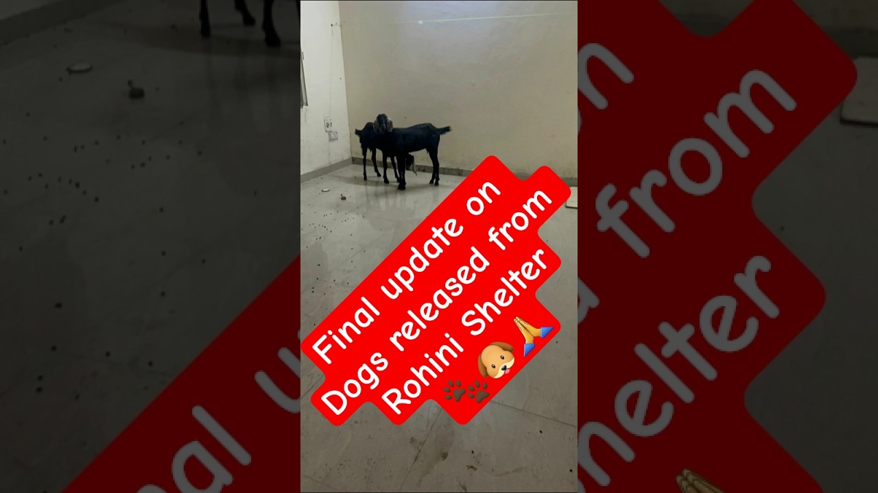 Final Update on Dogs released from Rohini Shelter🙏🐶🐾 