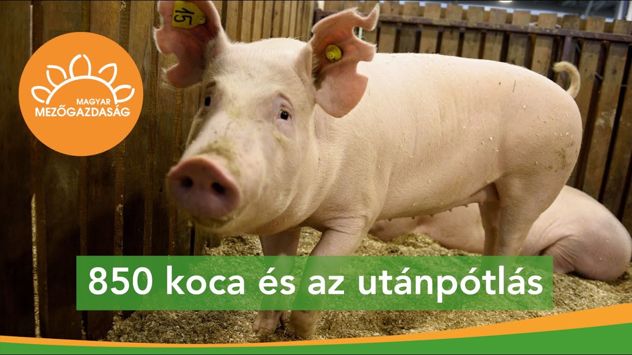 Lélek az ajtón se be, se ki - sertésistálló Rábapordányban | MMG