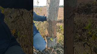 Do not cut Arjun tree like this 👿