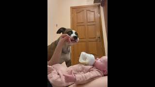 Protective Dog Pushes Hand Away From Baby's Bottle
