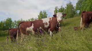 Come si fa la Fontina in inverno - La Croix