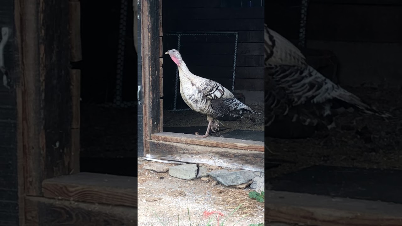 Turkey mom and baby YouTube