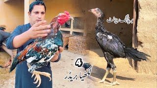 Breeding Results Of My 4 Lakhiya Breeder