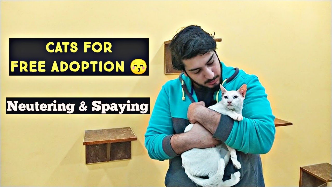 Beautiful Cats for Free Adoption | Animal Shelter | Cat Spaying & Neutering