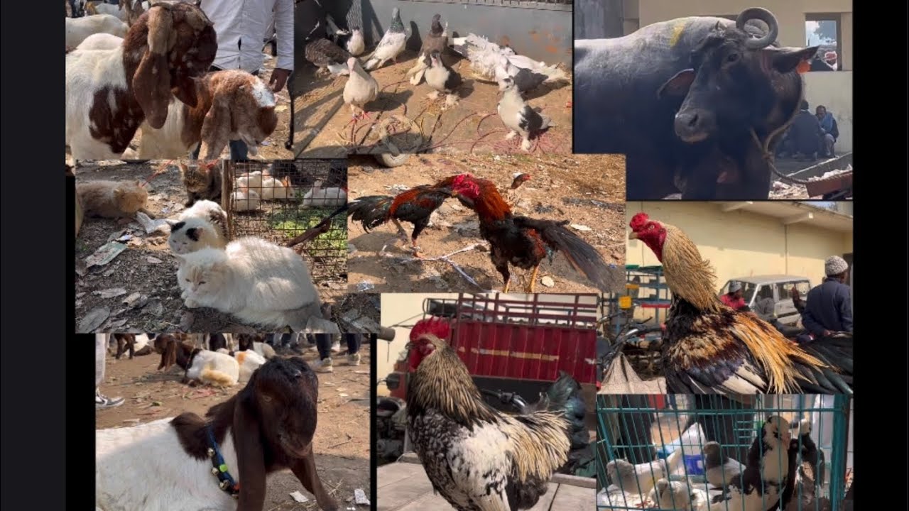 Bilaspur Main Itne saare Jaanwar ki Bazaar #pigeon #aseelmurga #totapuri #bakramandi #rabbit #viral 