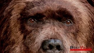 Медведь на улицах Нью-Йорка Медведь на улицах Нью-Йорка