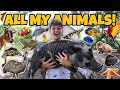 ALL My ANIMALS on My PROPERTY in ONE Video!! (update)