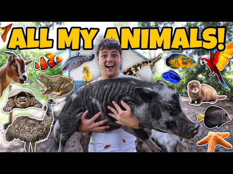 ALL My ANIMALS on My PROPERTY in ONE Video!! (update)