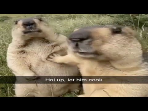 Let him cook