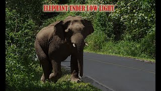 #Elephant# Under #LowLight#.