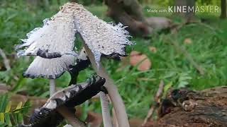 Eksplorasi jalan menuju the lost paradise | part 1