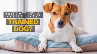 What is Dog Behavior Training? by Alyssa Rose 254 views 4 years ago 2 minutes, 10 seconds