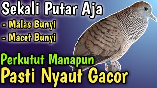 PERKUTUT LOKAL GACOR, SUARA KUTUT LOKAL GACOR, PANCINGAN MASTERAN PERKUTUT SUARA PERKUTUT #3