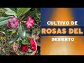 APRENDE A COMO CULTIVAR LA ROSA DEL DESIERTO O ADENIUM / REPRODUCCION DE ADENIUM